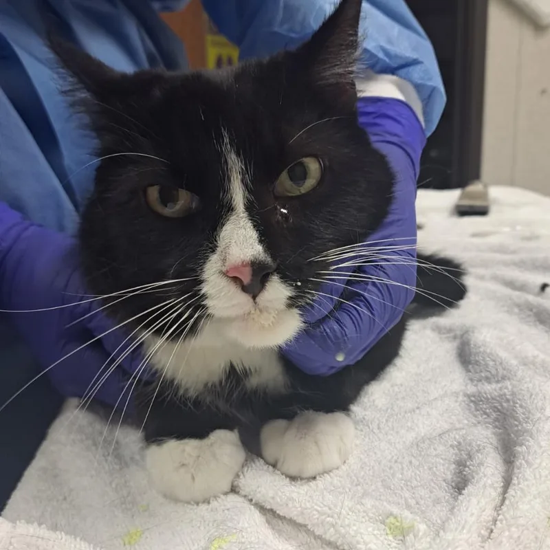 A senior large-sized male Black Domestic Short Hair cat named Tweetie Bird for adoption in Pensacola, FL
