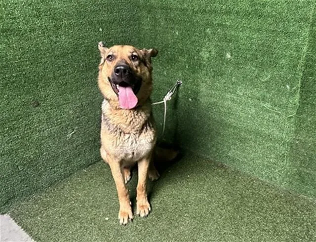An adult large-sized female German Shepherd Dog dog named Cecile for adoption in Lancaster, CA