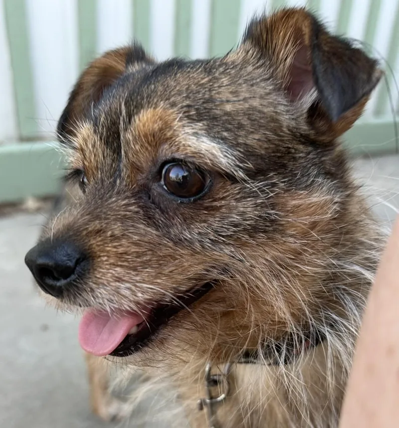 An adult small-sized female Brown / Chocolate Yorkshire Terrier dog named Poppy for adoption in Omaha, NE