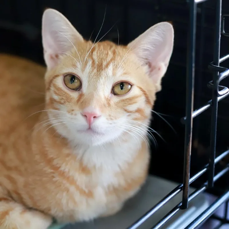 A young small-sized female Orange / Red Domestic Short Hair cat named Pastiera for adoption in Los Angeles, CA