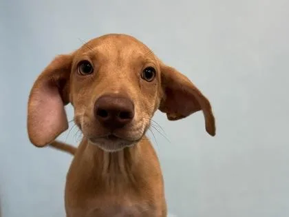 A baby small-sized female Hound dog named Sunshine for adoption in Coon Rapids, MN