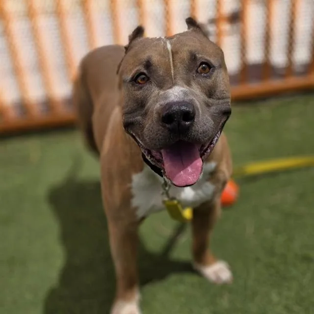 An adult large-sized male Pit Bull Terrier dog named Mac for adoption in Las Vegas, NV