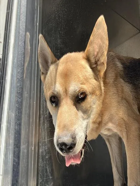 An adult large-sized male Mixed Breed dog named Baba for adoption in Dallas, TX