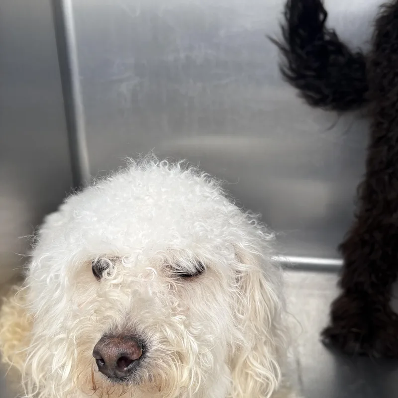 A young medium-sized female Poodle (Toy) dog named Snow for adoption in Oakdale, CA