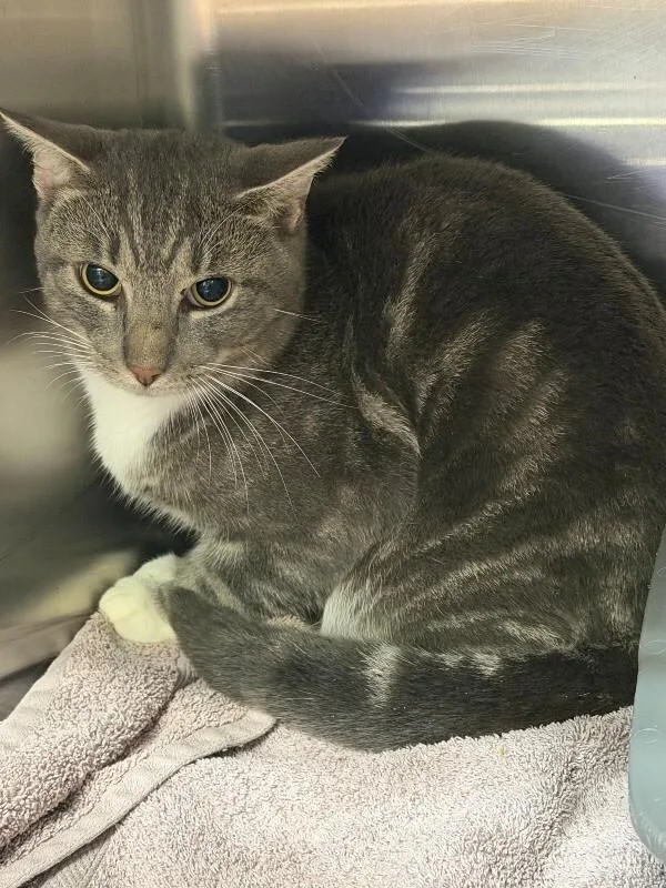 An adult medium-sized female Tabby (Gray / Blue / Silver) Domestic Short Hair cat named Unknown for adoption in Burgaw, NC