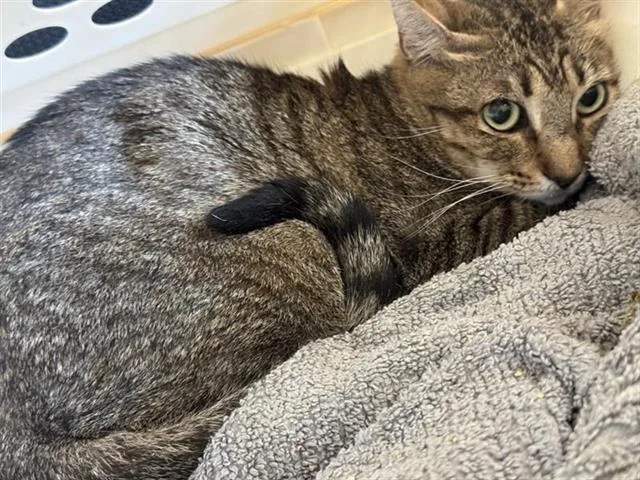 An adult small-sized female Domestic Short Hair cat named Persephone for adoption in San Antonio, TX