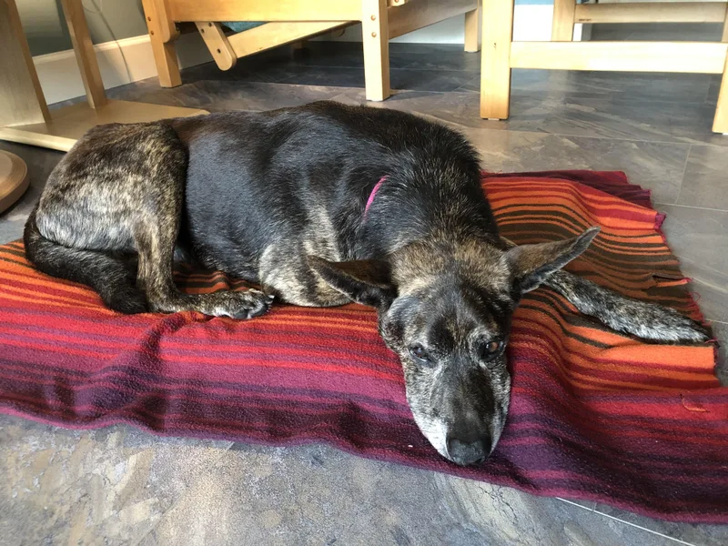 A senior medium-sized male Black Shepherd dog named Wally for adoption in Houston, TX