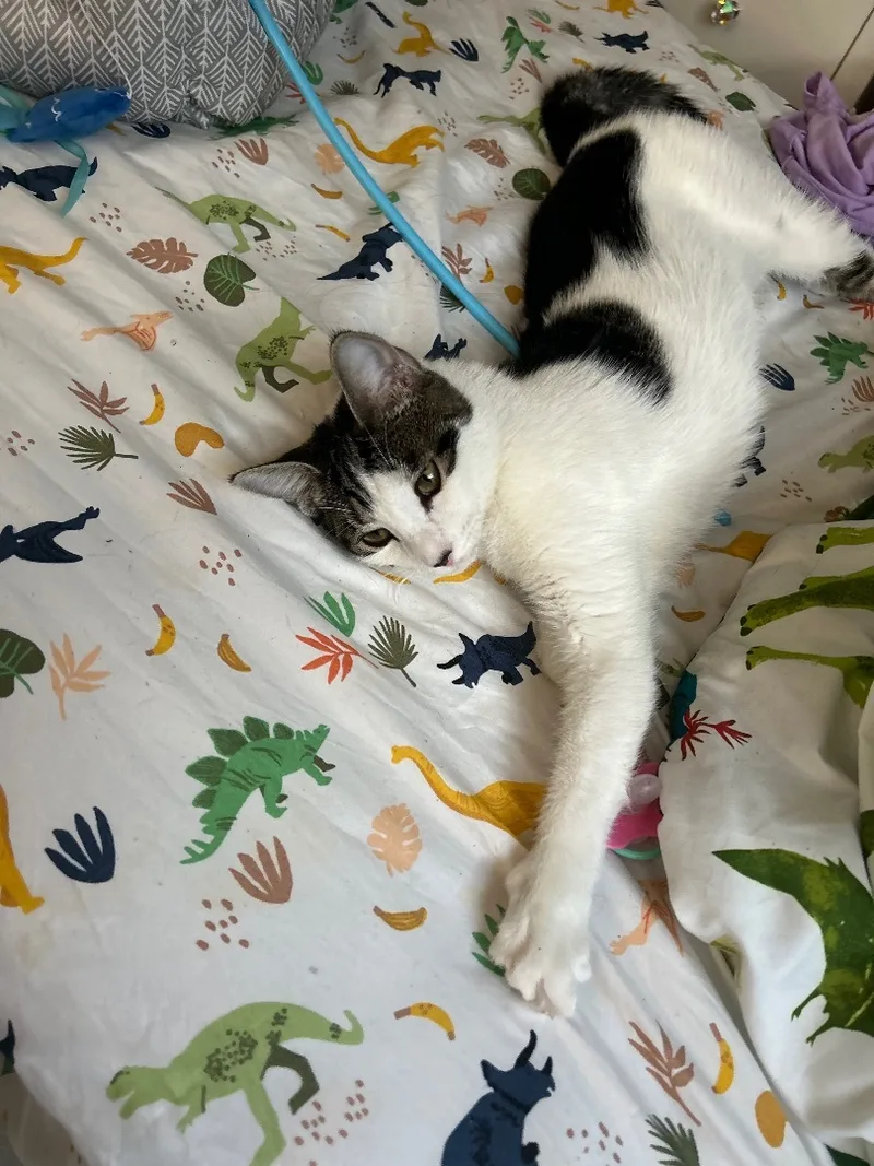 A young medium-sized female Gray & White Domestic Short Hair cat named Tenura Aka Tete for adoption in Palm City, FL