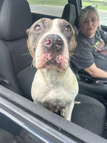 An adult large-sized female Staffordshire Bull Terrier dog named Mini Muffin for adoption in Dayton, OH