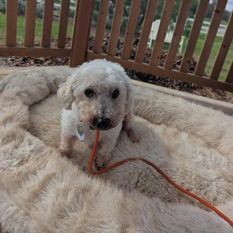 A senior small-sized female Poodle dog named Birtie for adoption in Ramona, CA