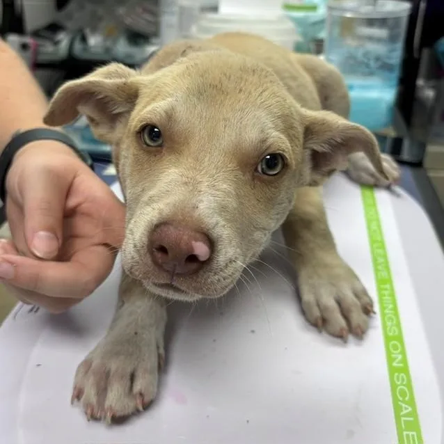 A baby medium-sized male Labrador Retriever dog named Jon for adoption in Allegan, MI