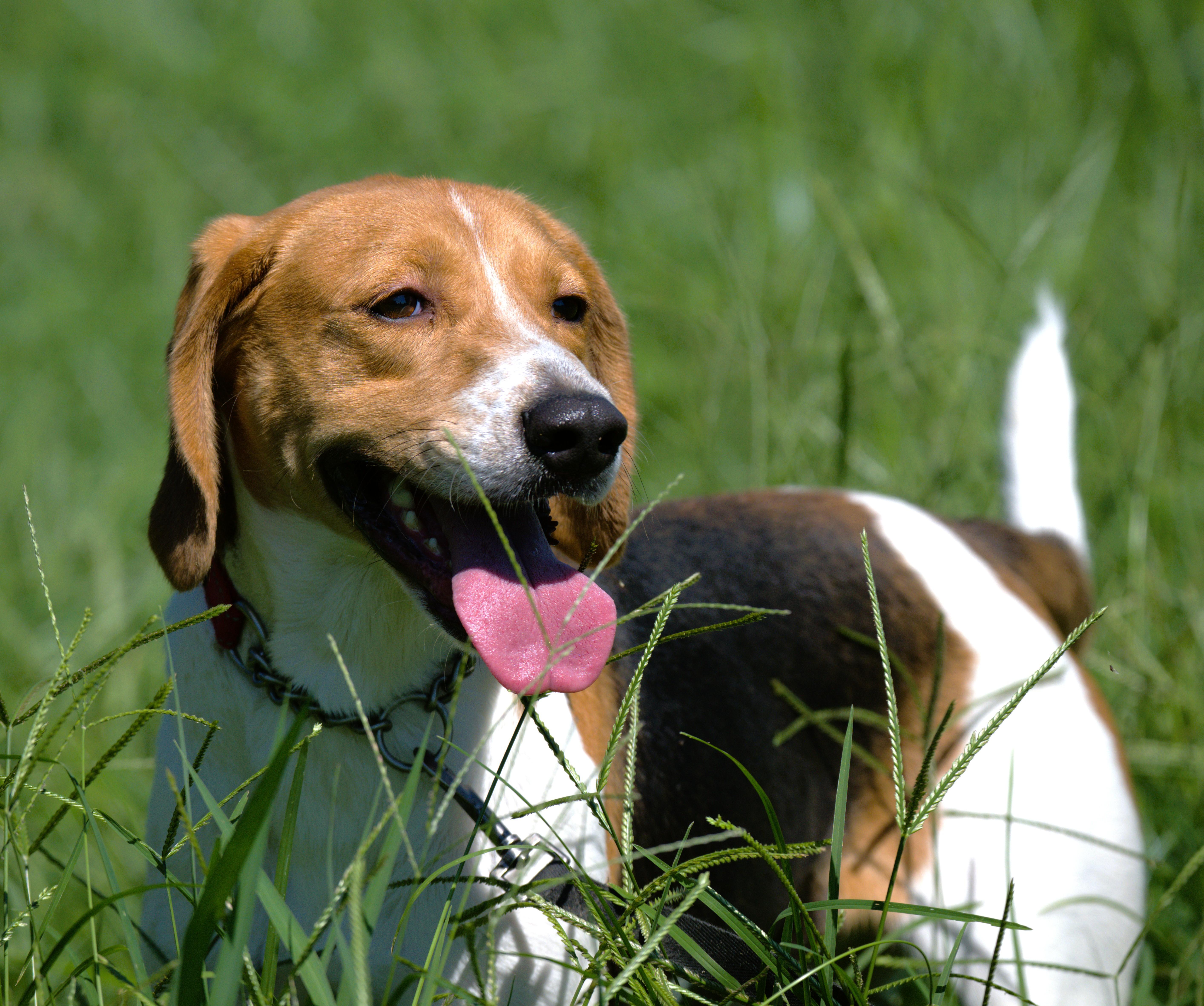 An adult medium-sized male White / Cream Hound dog named Henry for adoption in Louisa, VA