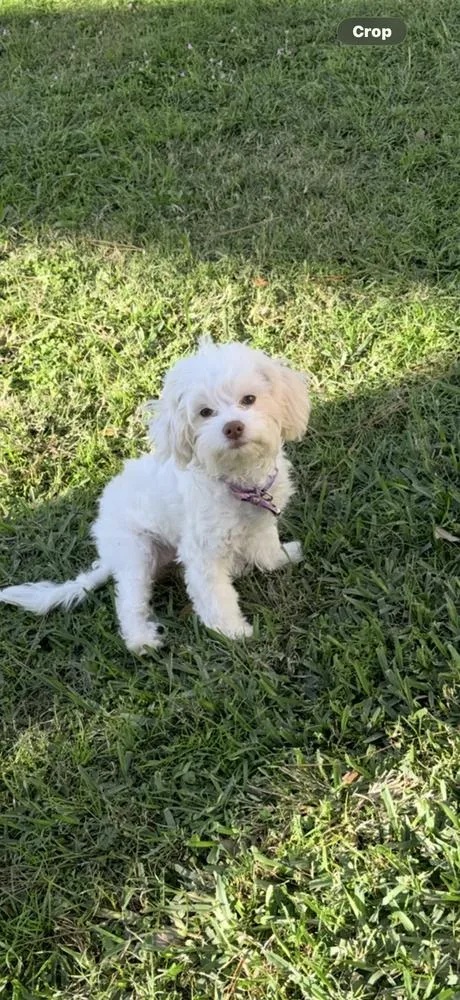 A baby small-sized female Maltese dog named Lollipop for adoption in Richmond, TX