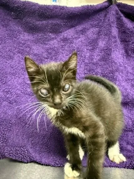 A baby small-sized female Domestic Short Hair cat named Toph for adoption in Houston, TX