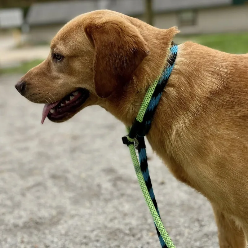 A young large-sized male Yellow / Tan / Blond / Fawn Labrador Retriever dog named Lt Phillip for adoption in Phoenixville, PA