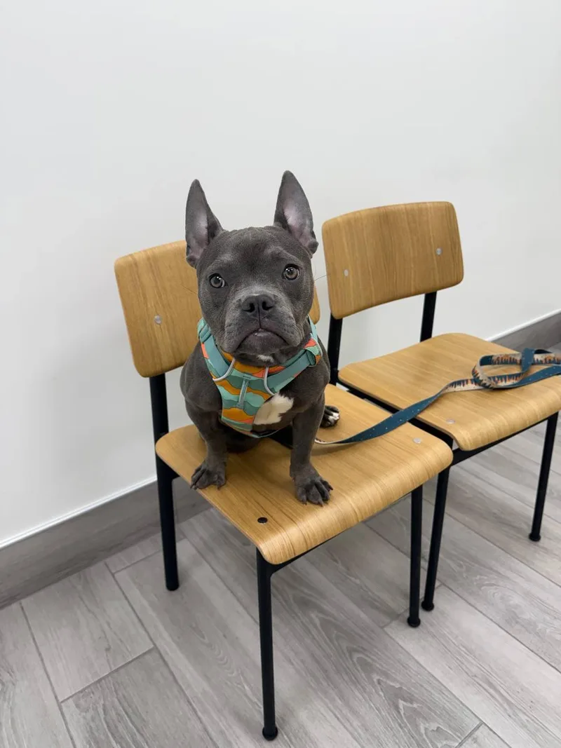 An adult medium-sized female Pit Bull Terrier dog named Sara for adoption in Long Beach, CA