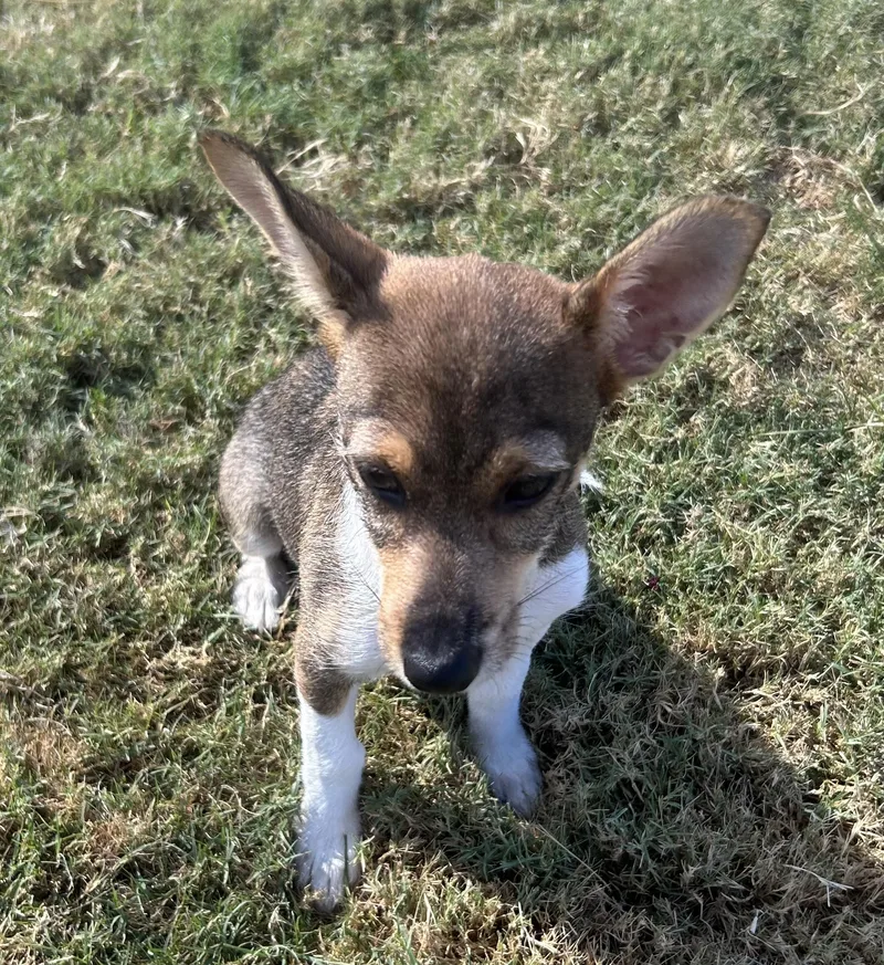 A baby small-sized male Yellow / Tan / Blond / Fawn Chihuahua dog named Gizmo for adoption in Siloam Springs, AR