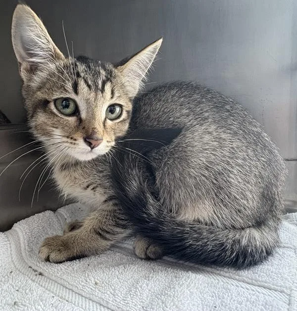 A baby small-sized female Domestic Short Hair cat named Kris for adoption in Rio Rancho, NM