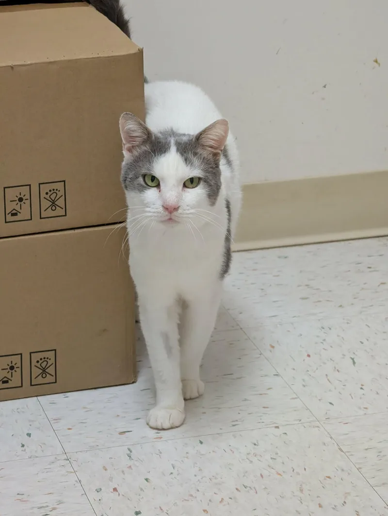 An adult medium-sized male White Domestic Short Hair cat named Kenny for adoption in Chambersburg, PA
