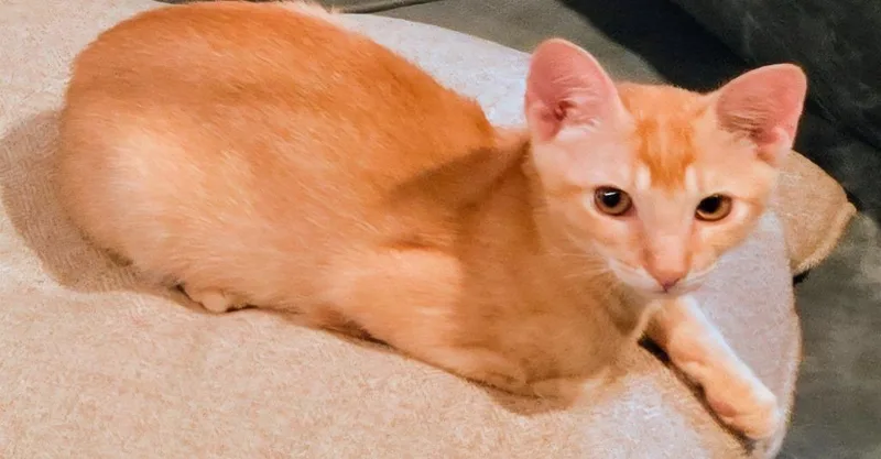 A baby small-sized male Domestic Short Hair cat named Jinu for adoption in St. Augustine, FL