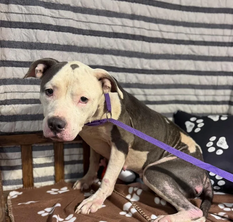 An adult large-sized female Mixed Breed dog named Chloe for adoption in Opelousas, LA