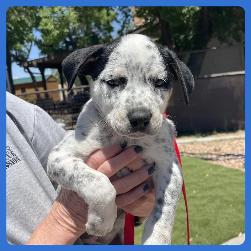 A baby small-sized male Gray / Blue / Silver Labrador Retriever dog named Unagi for adoption in Prescott, AZ