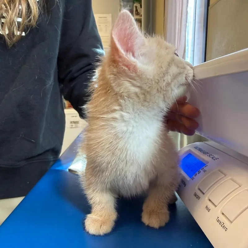 A baby small-sized female Buff / Tan / Fawn Domestic Medium Hair cat named Ginger Chicken for adoption in Morrisville, VT