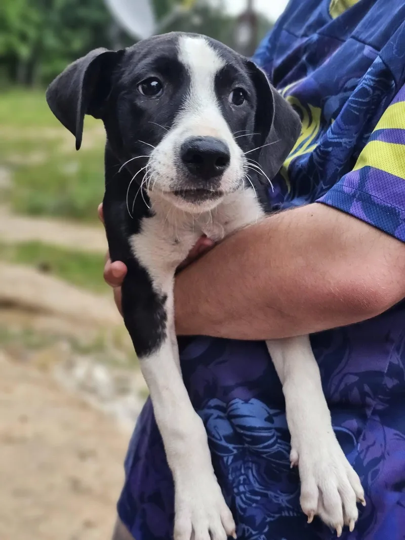 A young medium-sized female Black Labrador Retriever dog named Breeze for adoption in Fort Payne, AL
