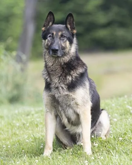 An adult large-sized male Black German Shepherd Dog dog named Kaiser for adoption in Bedford, IN