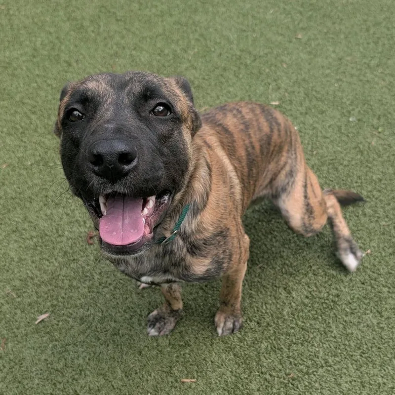 An adult medium-sized male Brindle Mixed Breed dog named Gibson for adoption in Greensboro, NC