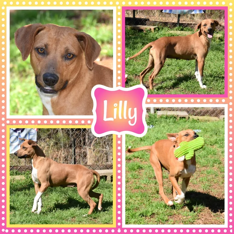 Lilly