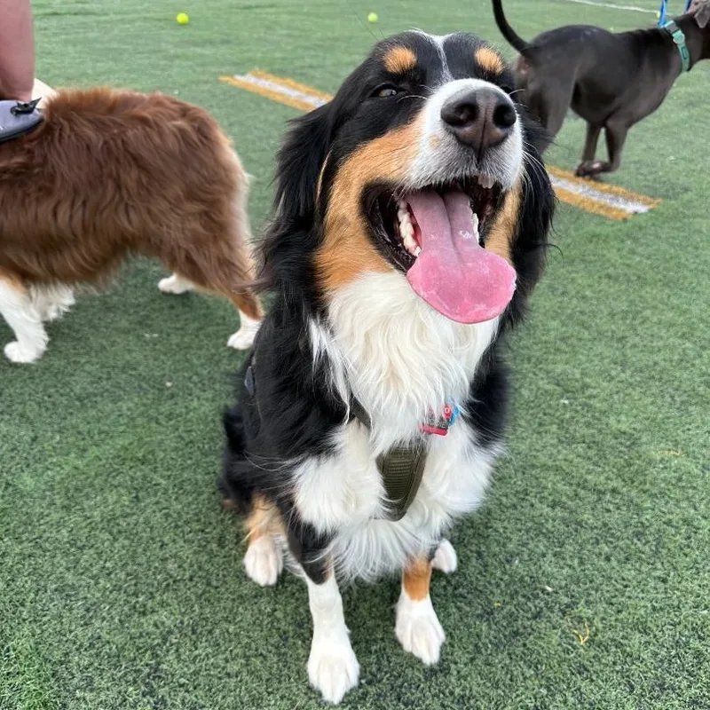 An adult medium-sized male Tricolor (Brown, Black, & White) Australian Shepherd dog named Brodie for adoption in Alexandria, VA