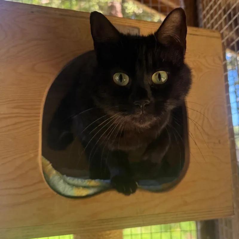 A young medium-sized female Black Domestic Medium Hair cat named Sally for adoption in Fort Bragg, CA