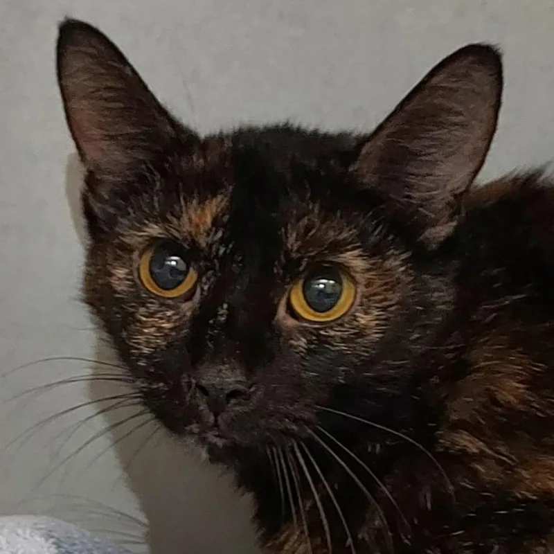 A baby medium-sized female Black Domestic Short Hair cat named Delphi for adoption in Dayton, OH