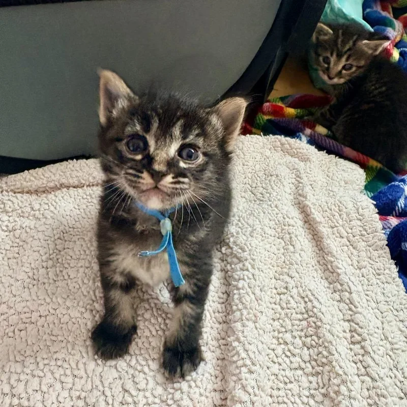 A baby small-sized male Brown / Chocolate Domestic Short Hair cat named Yellow Lemon Tart for adoption in Austin, TX