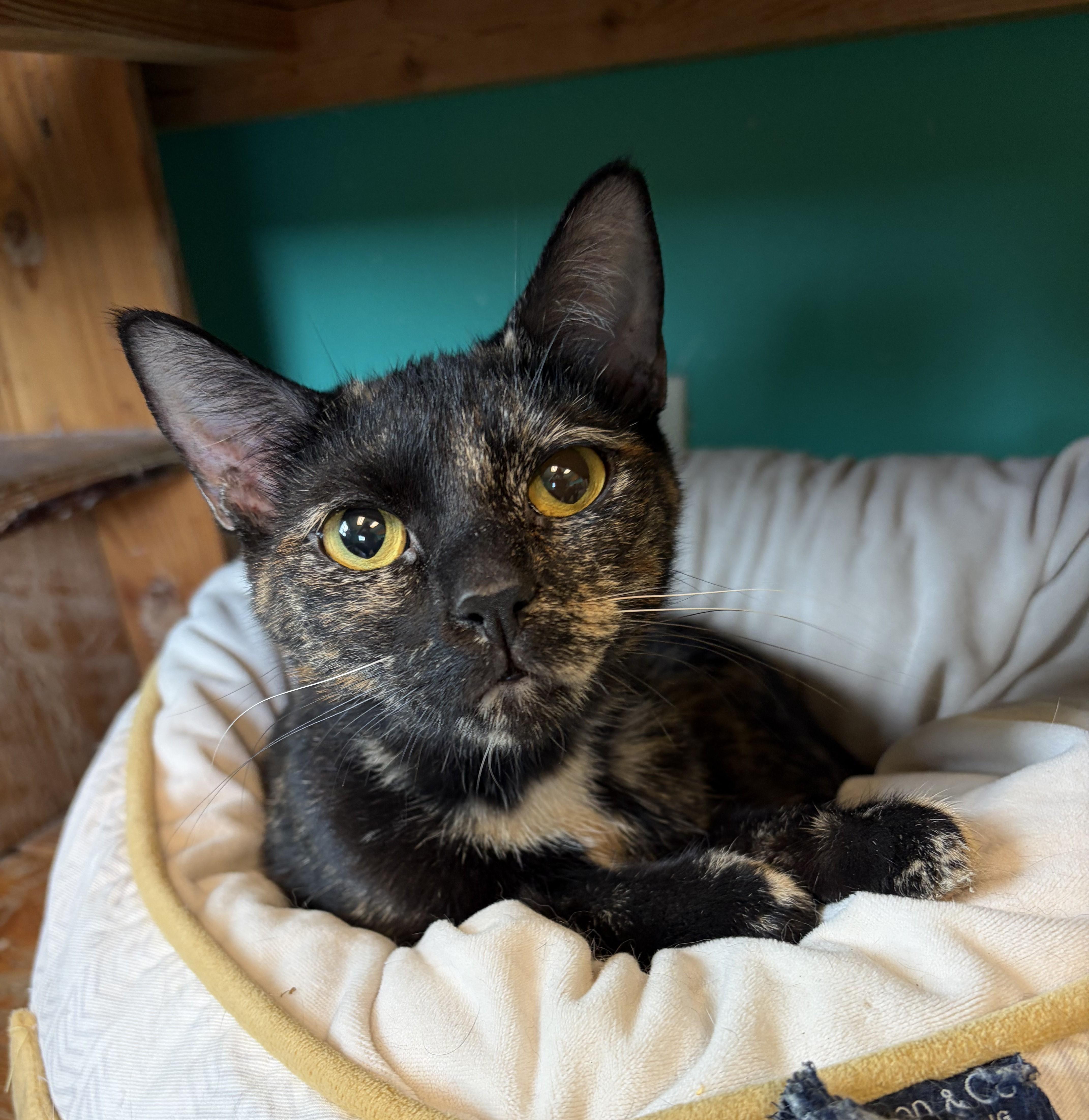 An adult medium-sized female Tortoiseshell Domestic Short Hair cat named Maggie for adoption in Brookings, SD