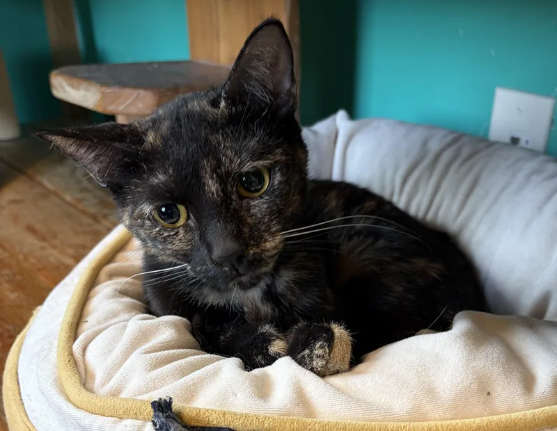 Maggie thumbnail 2