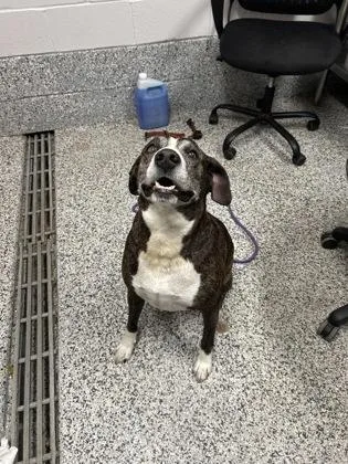 An adult large-sized male Mixed Breed dog named Tex for adoption in West Chester, PA