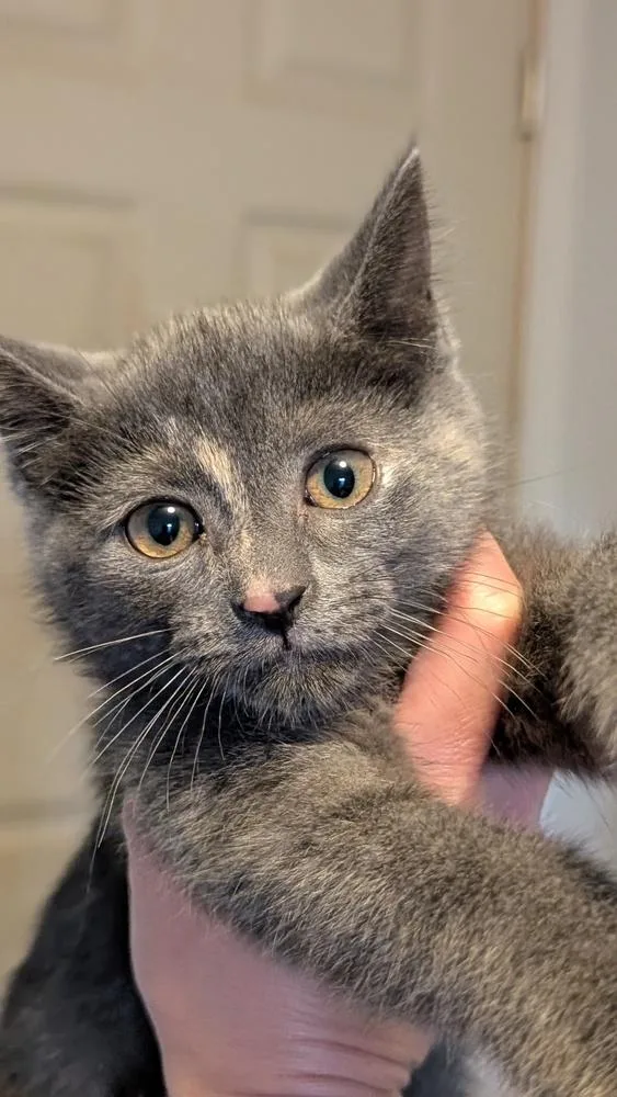 A baby small-sized female Gray / Blue / Silver Domestic Short Hair cat named Oreo for adoption in Plymouth, MI