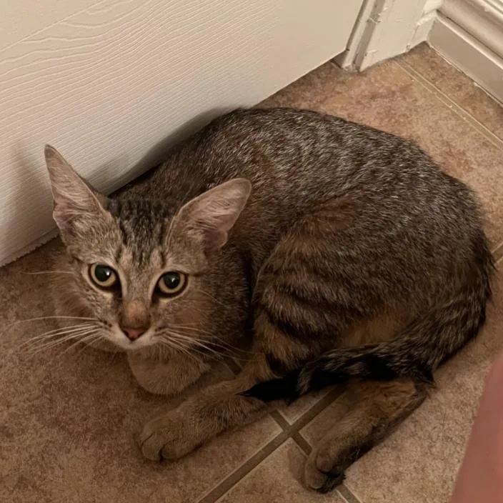Mimi