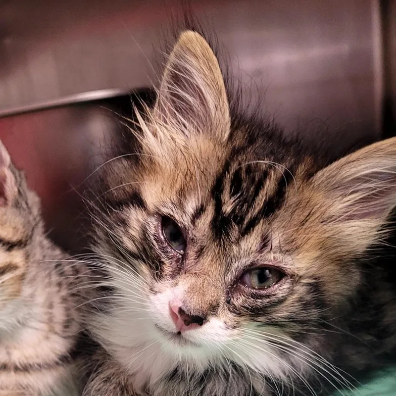 A baby small-sized male Domestic Medium Hair cat named Gus for adoption in Allyn, WA