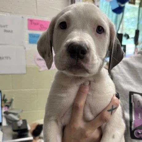 A baby small-sized female White / Cream Mixed Breed dog named Milkshake for adoption in Buffalo, MN