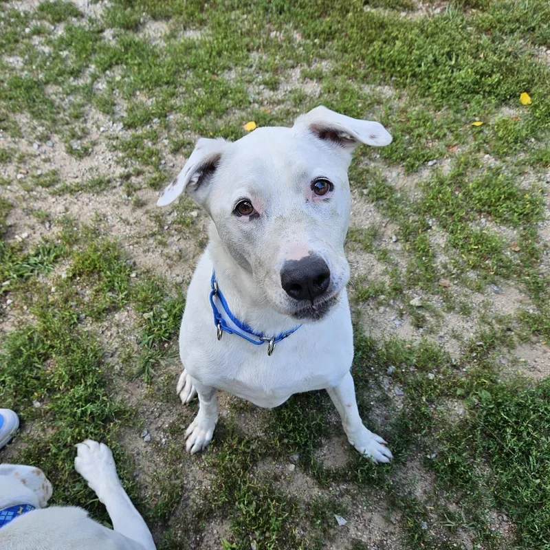 A senior large-sized male White / Cream Pit Bull Terrier dog named Boo for adoption in Concord, NH
