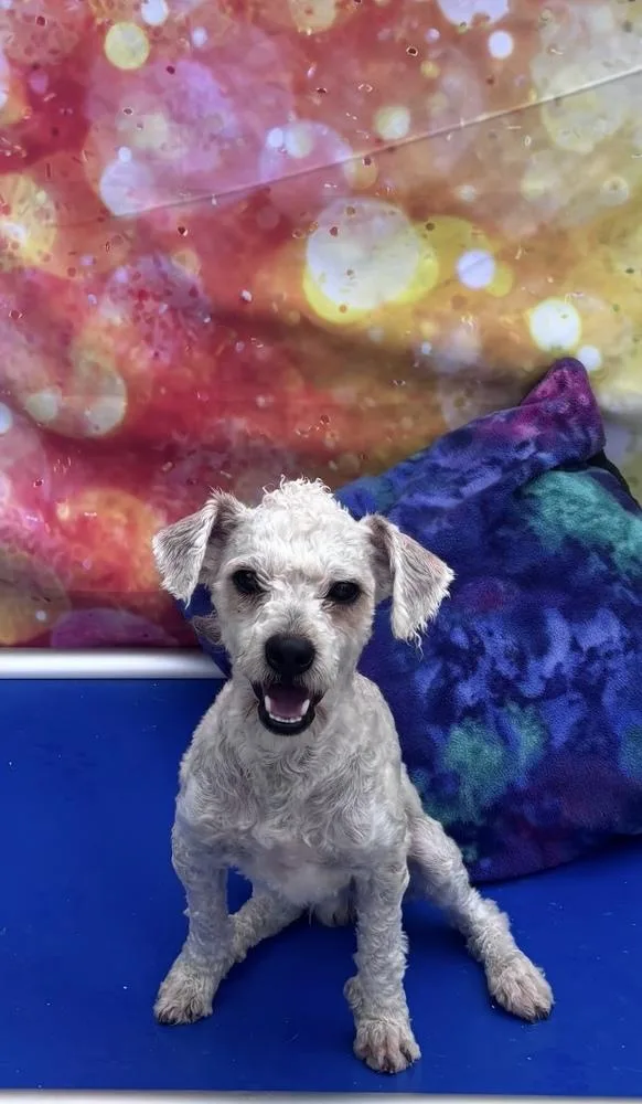 A young small-sized male White / Cream Poodle dog named Oscar for adoption in Cheektowaga, NY