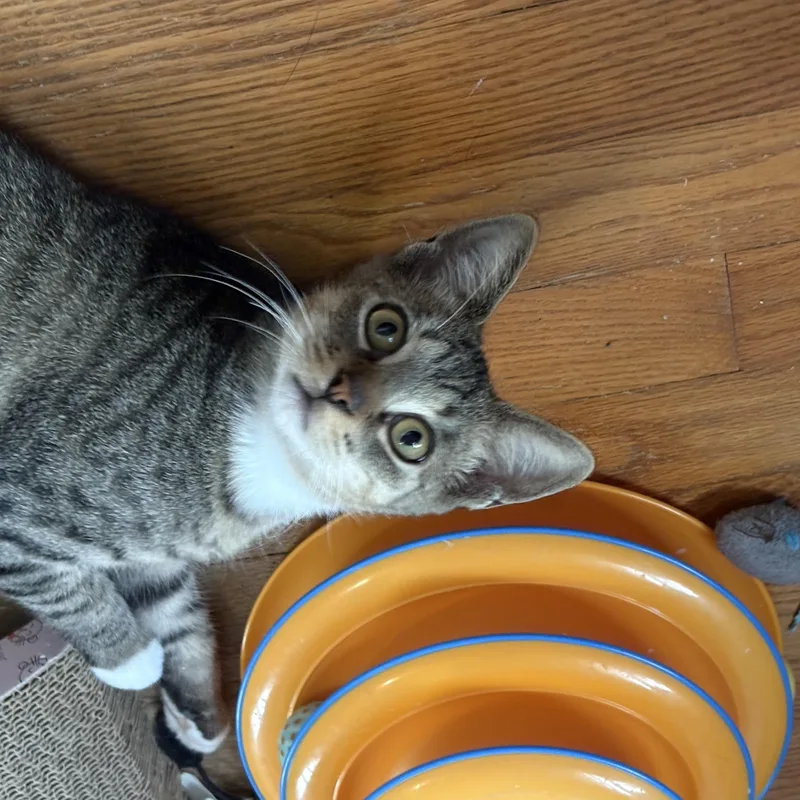 A baby medium-sized male Tabby cat named Pierre for adoption in Grand Rapids, MI
