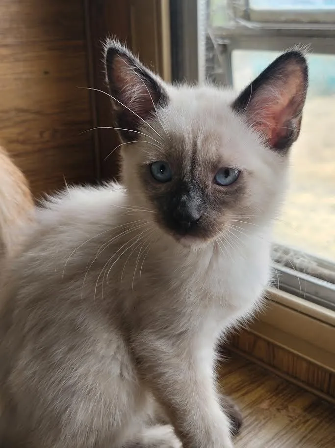 A baby medium-sized female Chocolate Point Siamese cat named Angelica for adoption in Washoe Valley, NV