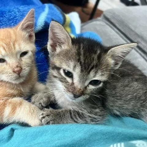 Lolli thumbnail 4