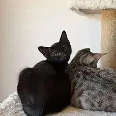 A baby small-sized male Black Domestic Short Hair cat named Huntrix for adoption in Albuquerque, NM