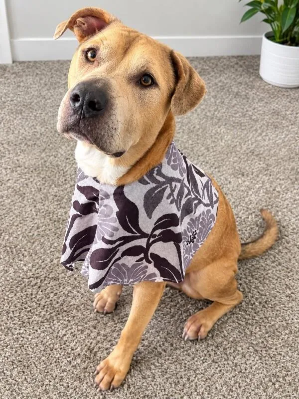 An adult large-sized male American Staffordshire Terrier dog named Odan for adoption in Houston, TX