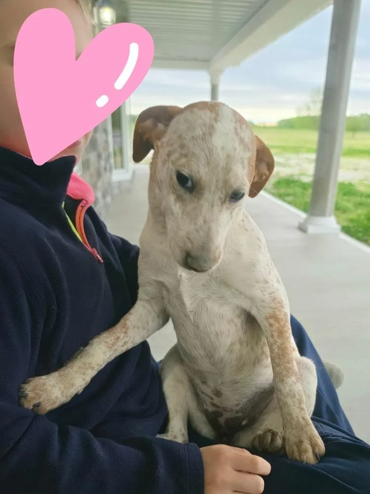 A baby medium-sized female Jack Russell Terrier dog named Farm Paws : Dot for adoption in Aurora, IN